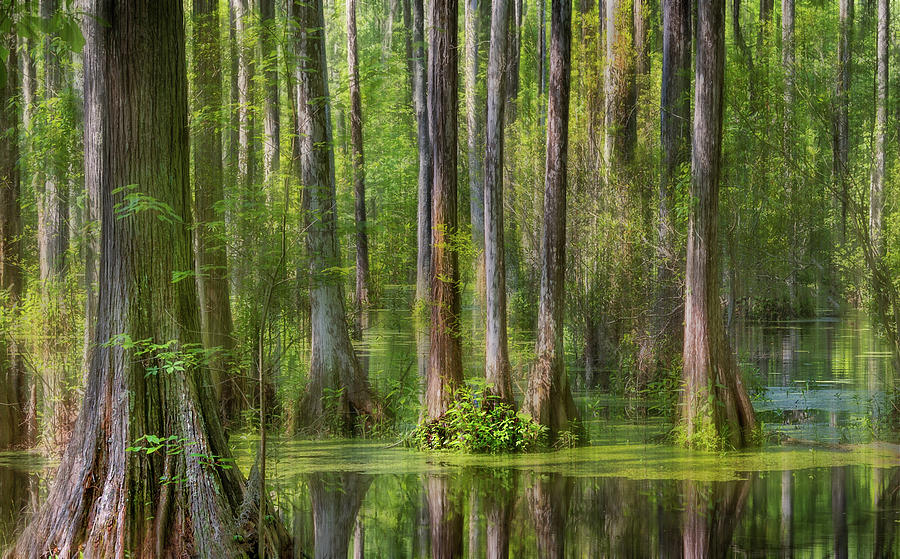 Cypress Gardens Abstract Photograph by James Woody
