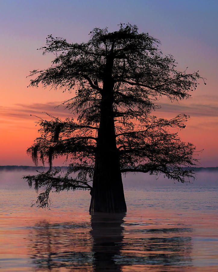 Cypress Gold Photograph by Art Cole