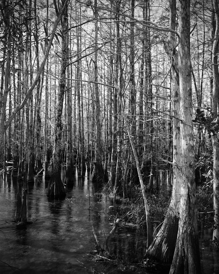 Cypress Head Everglades B/W Photograph by Rudy Umans