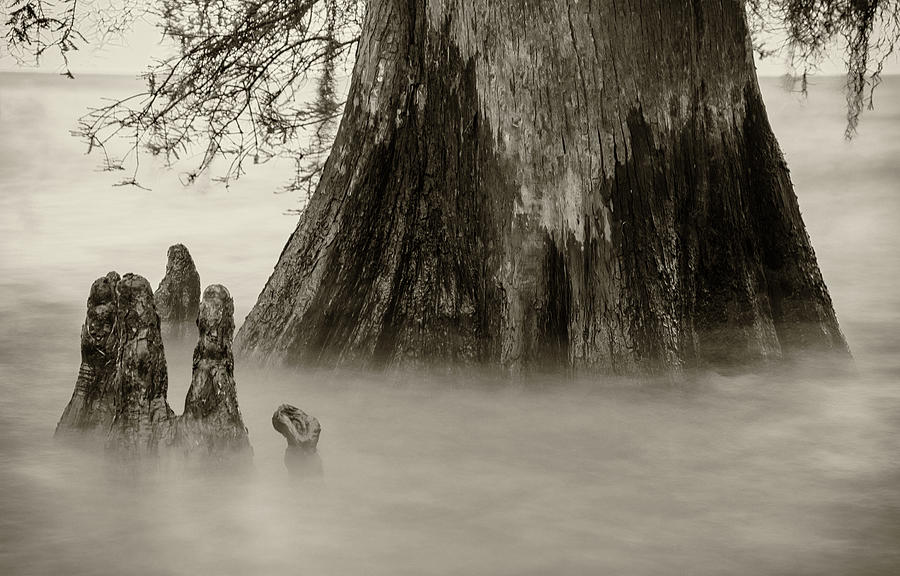 Cypress in Black-and-White Photograph by Andy Crawford
