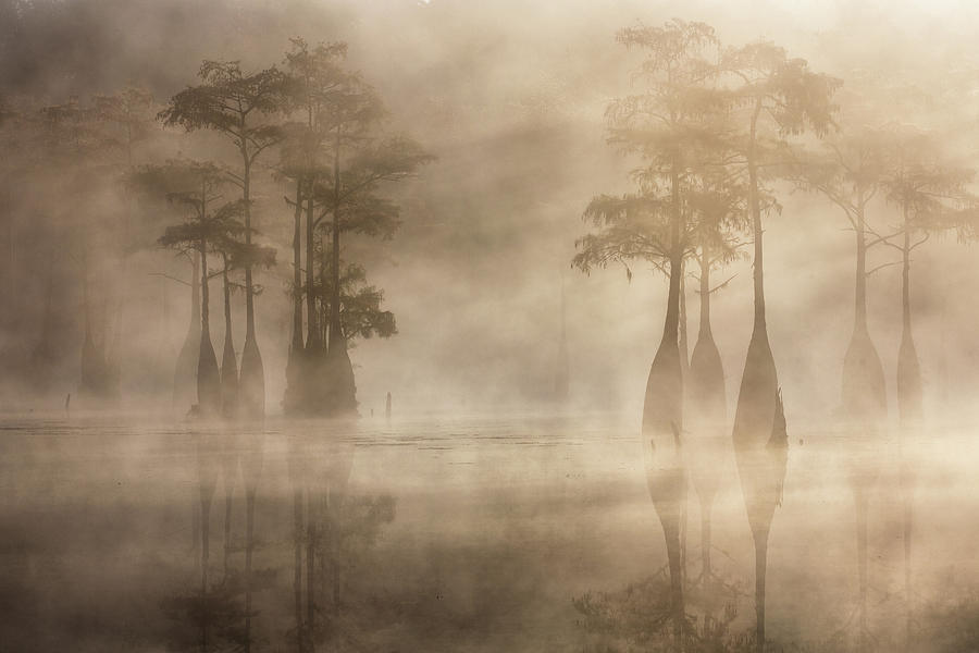 Cypress in Fog Photograph by Alex Mironyuk