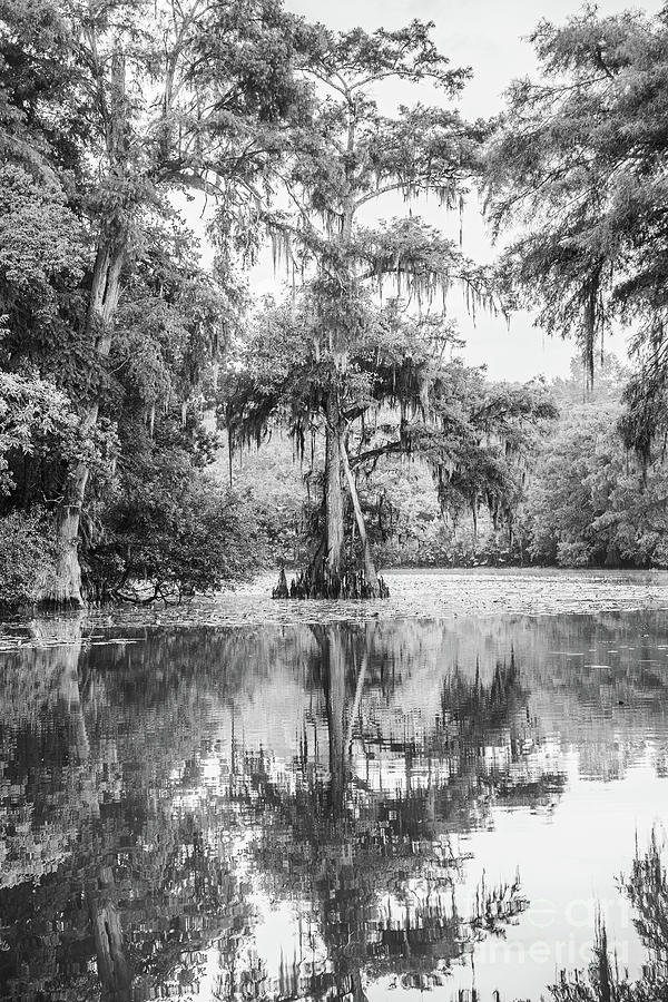 Cypress in the Backwaters - BW Photograph by Scott Pellegrin