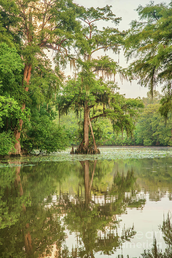 Cypress in the Backwaters Photograph by Scott Pellegrin