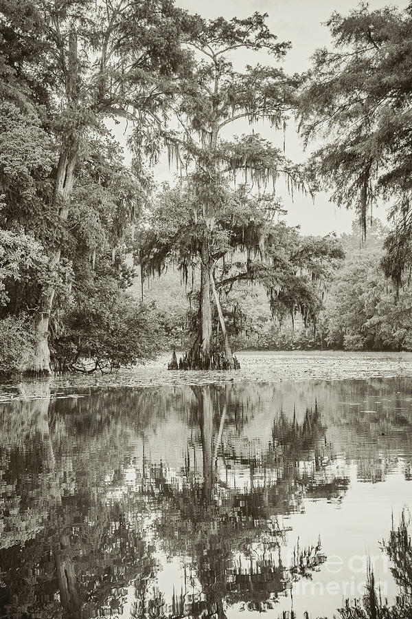 Cypress in the Backwaters - sepia Photograph by Scott Pellegrin
