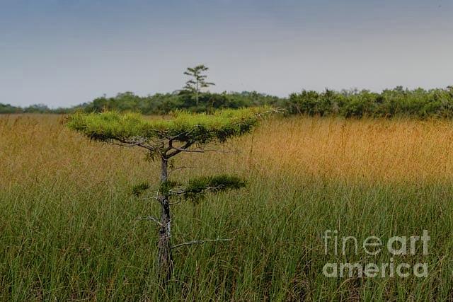 Cypress in the Glades Photograph by Patti Powers