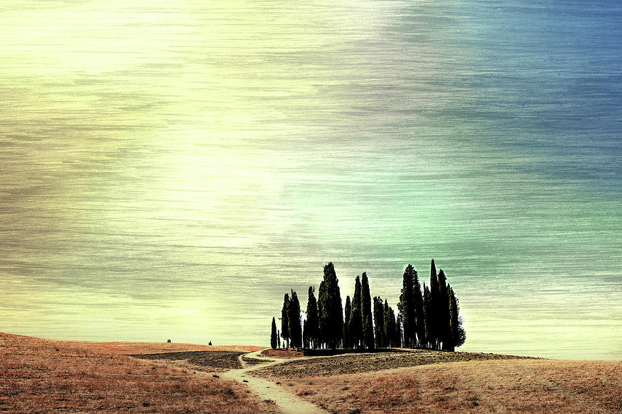 Cypress in Tuscany Photograph by Mark Gomez