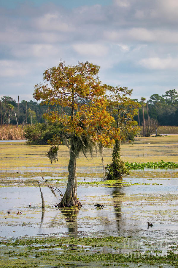 Cypress in Wetlands Photograph by Tom Claud