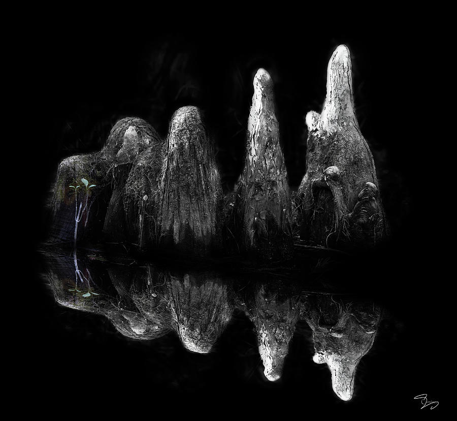 Cypress Knees Black and White Photograph by Evie Carrier