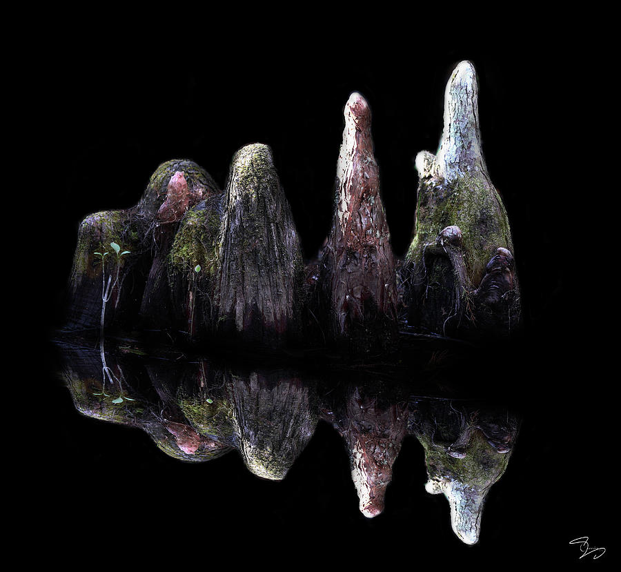 Cypress Knees Everglades Photograph by Evie Carrier