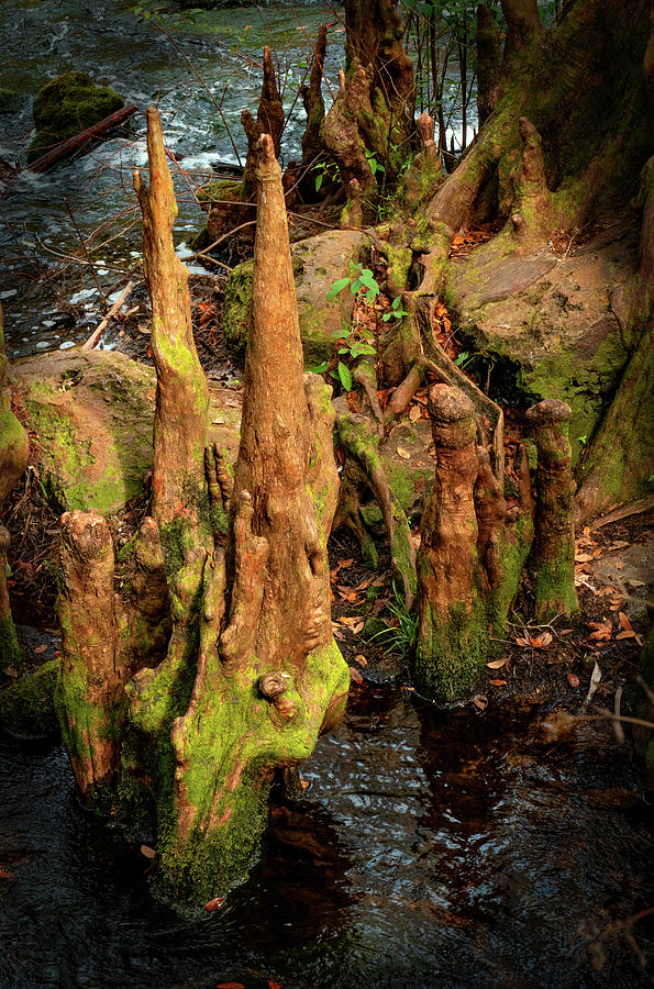 Cypress Knees in a Dramatic Vignette Photograph by Margaret Zabor