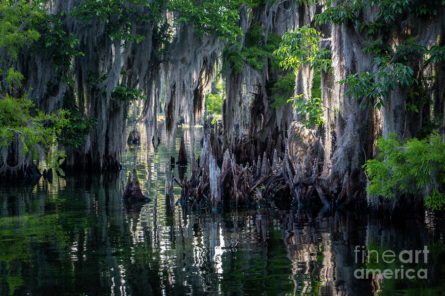 Cypress Knees in Sunlight Photograph by Tom Claud