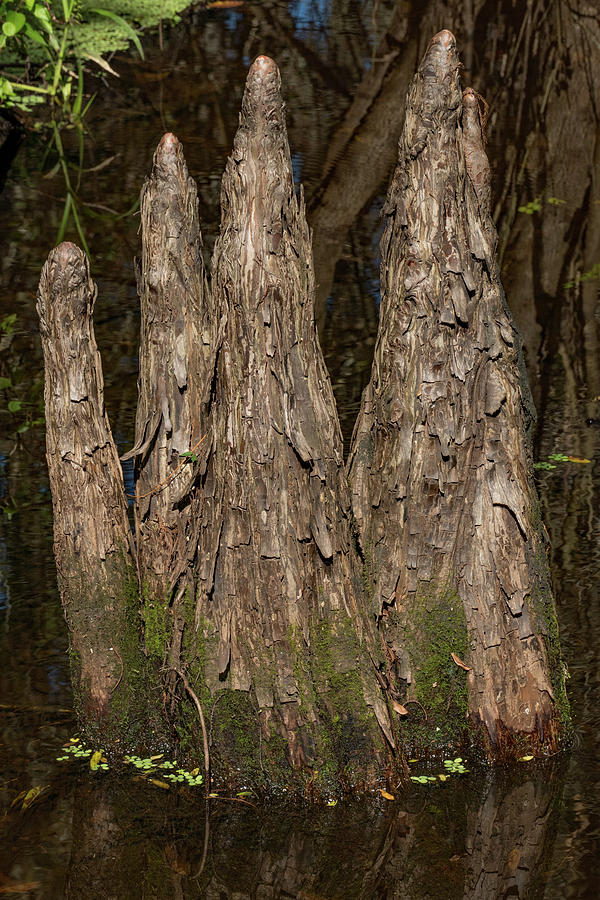 Cypress Knees in the Swamp by Margaret Zabor Cypress Knees in the Swamp by Margaret Zabor