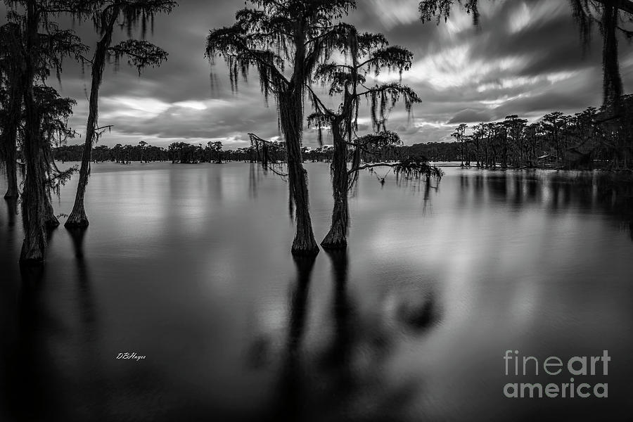 Cypress Lake Sunset in Black and White Photograph by DB Hayes
