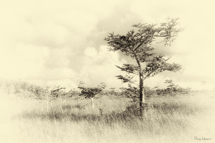 Cypress Landscape 0900A Mono Photograph by Rudy Umans