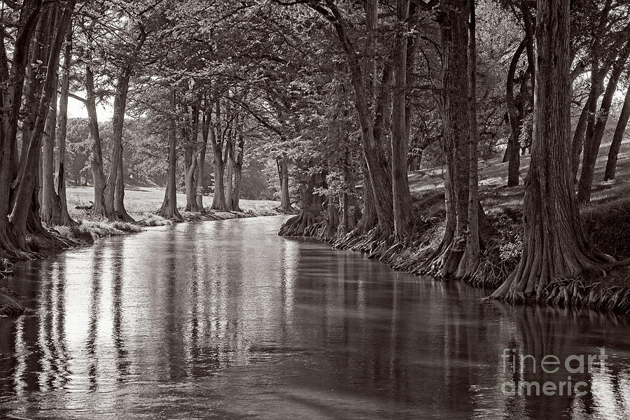 Cypress Lined River in Sepia Photograph by Imagery by Charly