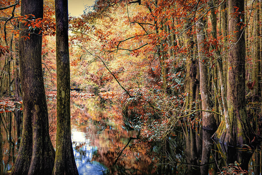 Cypress Marsh Autumn Reflections Highlands Hammock Photograph by Debra and Dave Vanderlaan