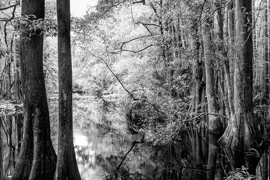 Cypress Marsh Reflections Highlands Hammock Black and White  Photograph by Debra and Dave Vanderlaan