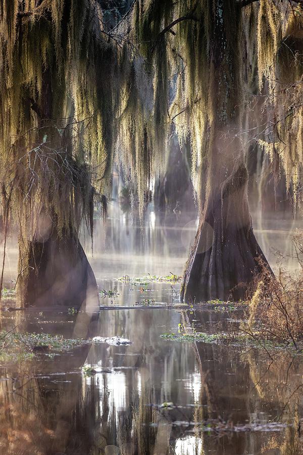 Cypress Mist Photograph by Bryan Moore
