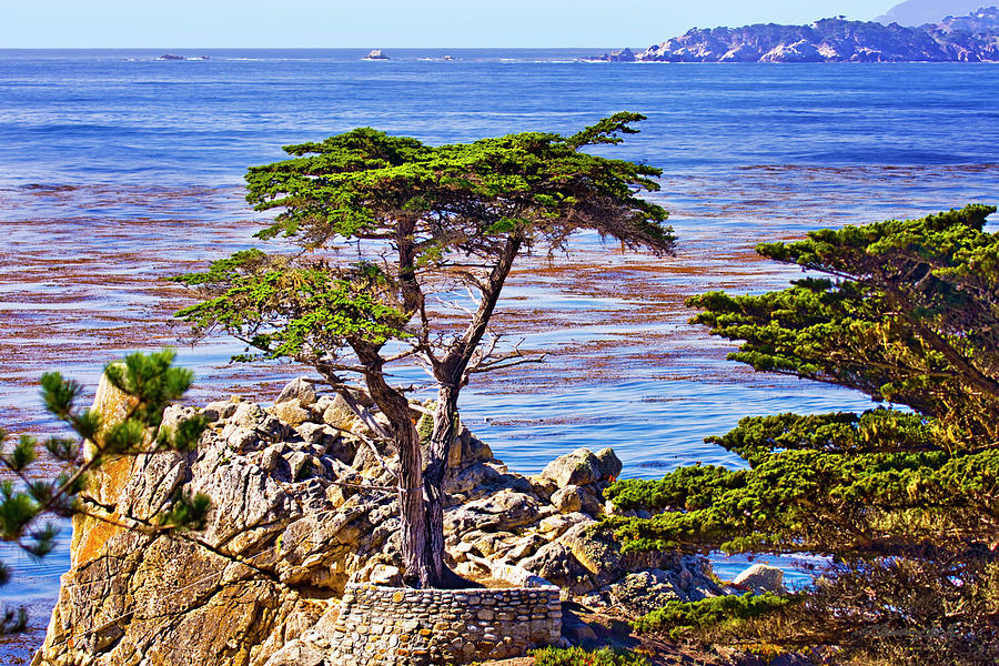 Cypress on Carmel Bay Photograph by Alan Hausenflock