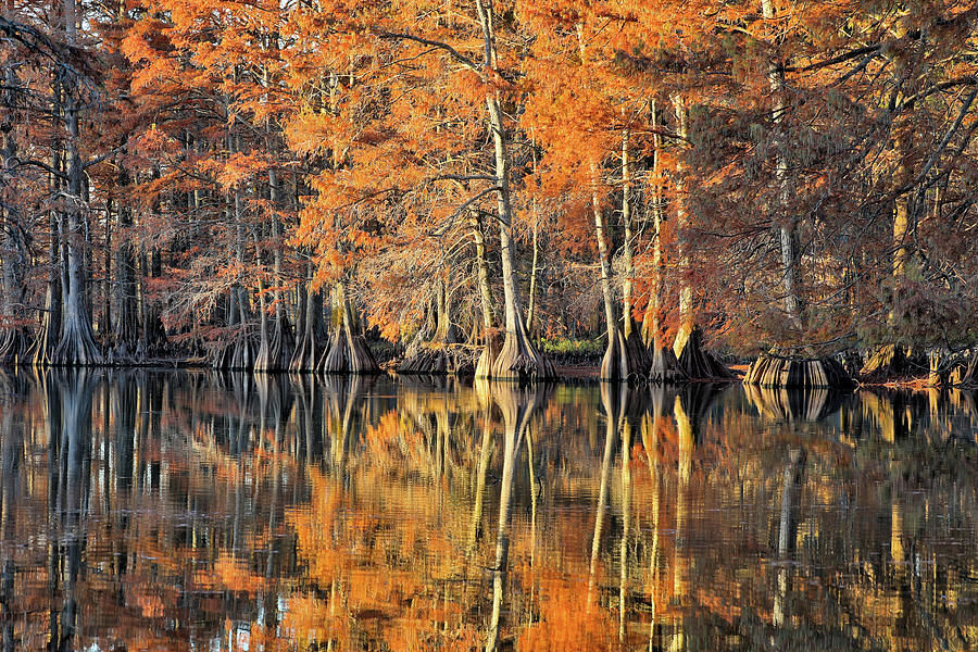 Cypress on Still Water Photograph by JC Findley