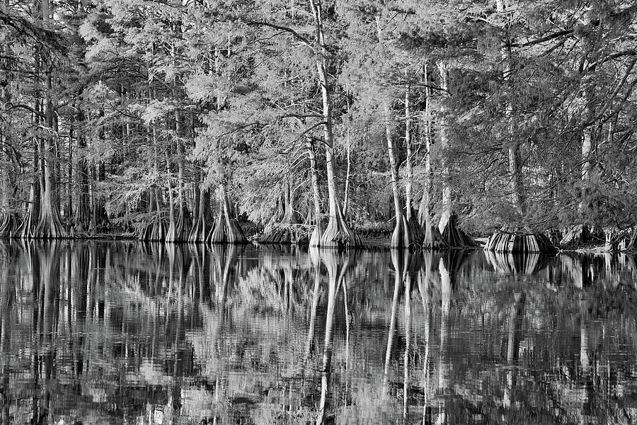 Cypress on Still Waters Black and white Photograph by JC Findley