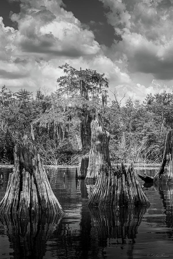 Cypress On The Apalachicola BW Photograph by Debra Forand