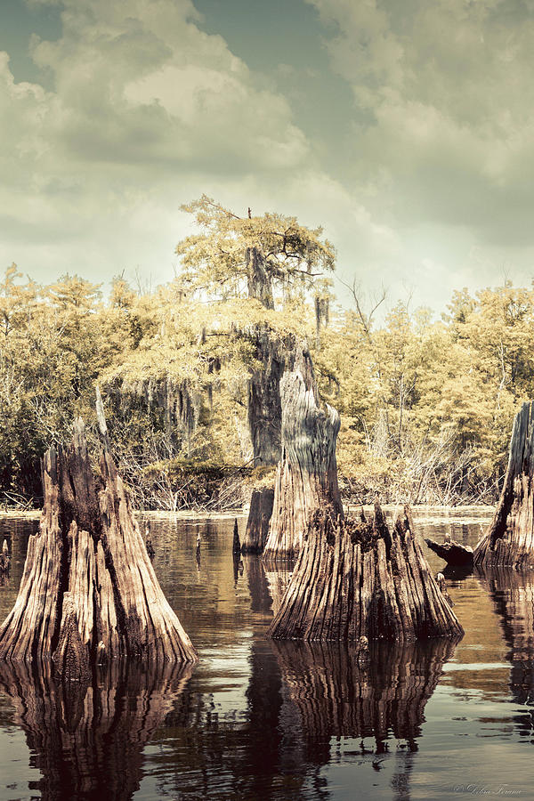 Cypress On The Apalachicola Photograph by Debra Forand