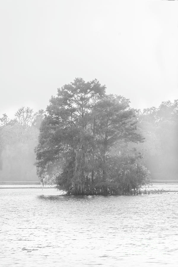 Cypress On The River Photograph by Marvin Spates