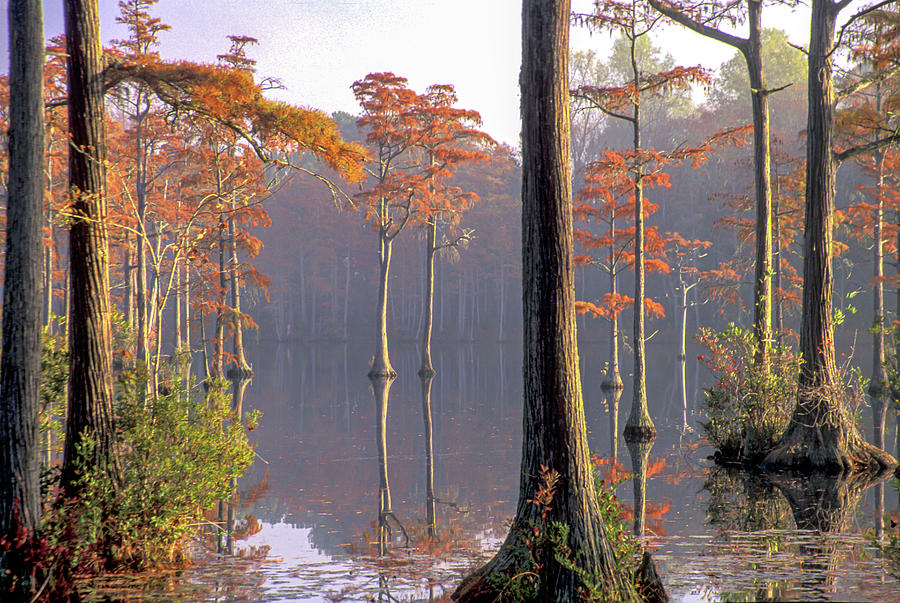 Cypress Pond Photograph by Jim Dollar