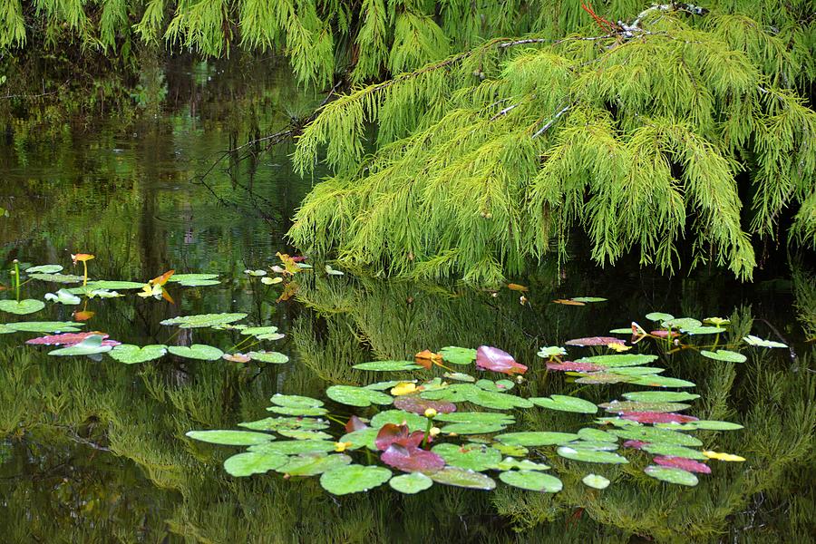 Cypress Pond Reflections Photograph by Don Columbus