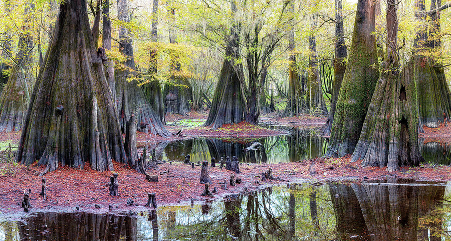 Cypress ponds Photograph by Alex Mironyuk