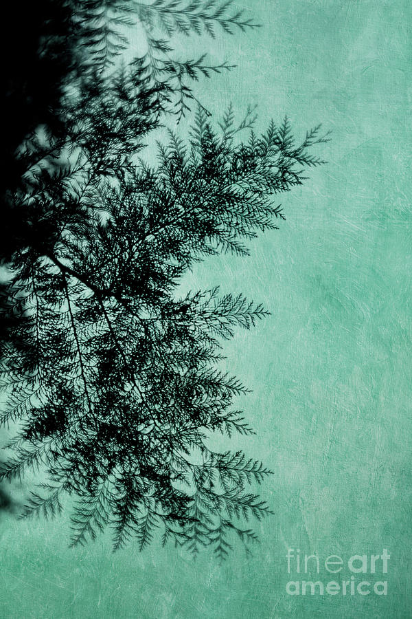 Cypress Photograph by Priska Wettstein