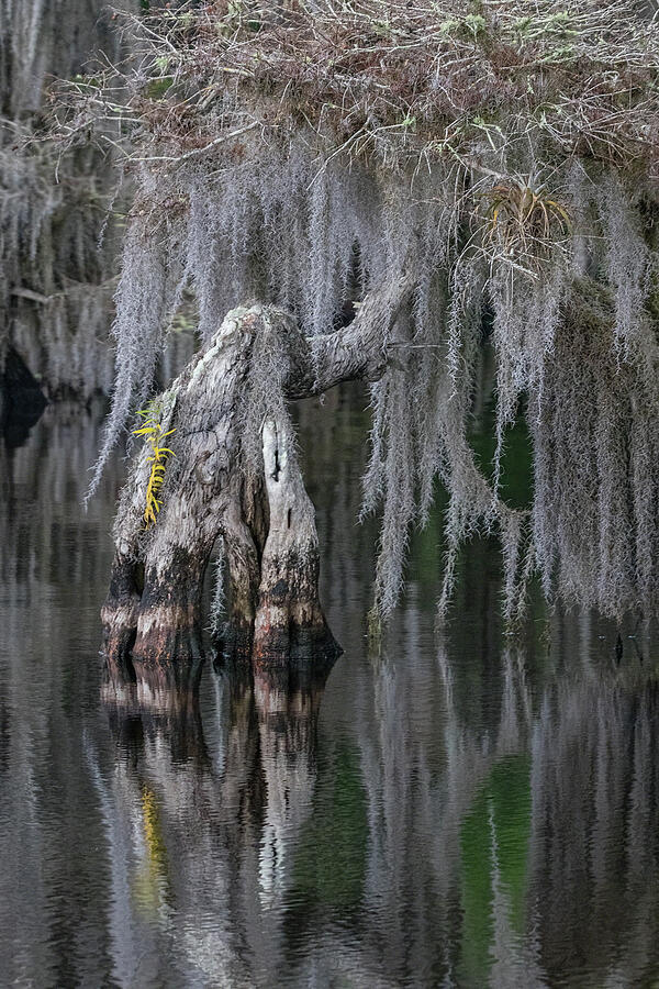 Cypress Reflection III Photograph by Dawn Currie