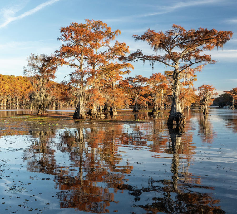Cypress Reflection in Caddo Photograph by Iris Greenwell