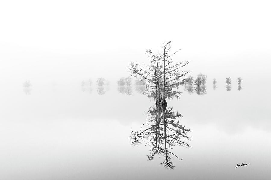 Cypress Reflection Photograph by Jurgen Lorenzen