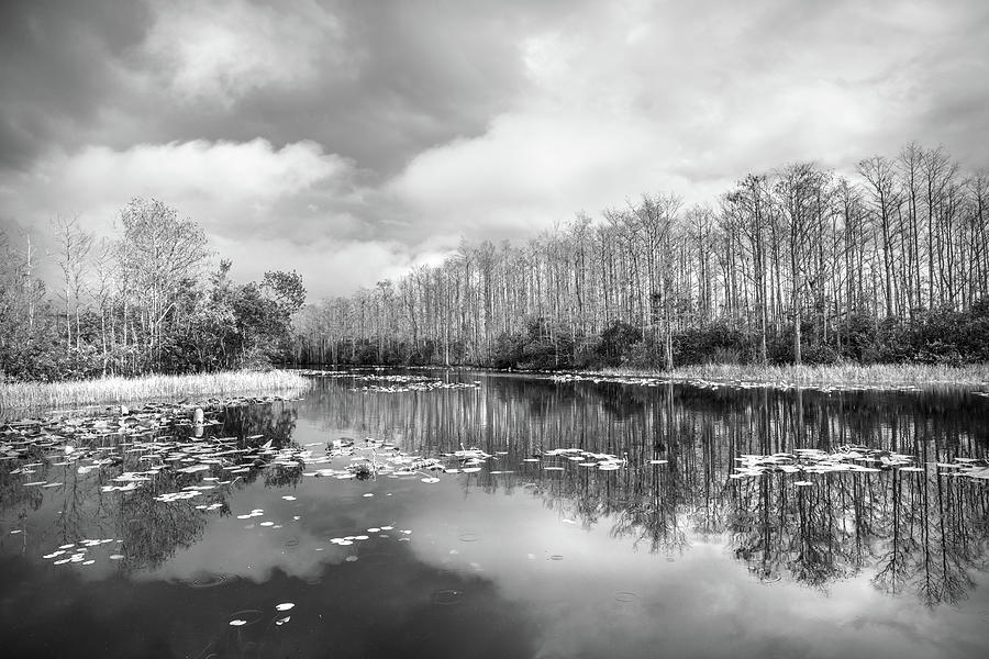 Cypress Reflections after the Rain in Black and White Photograph by Debra and Dave Vanderlaan