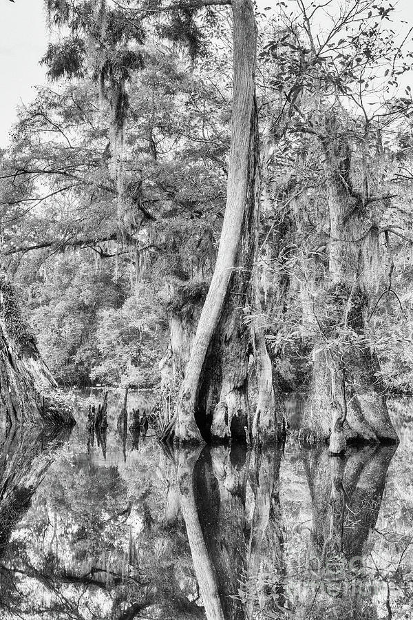 Cypress Reflections - BW Photograph by Scott Pellegrin