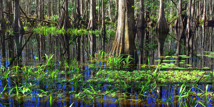 Cypress Reflections - Cypress trees rise in the swamp waters of southern Florida Photograph by Kenneth Lane Smith