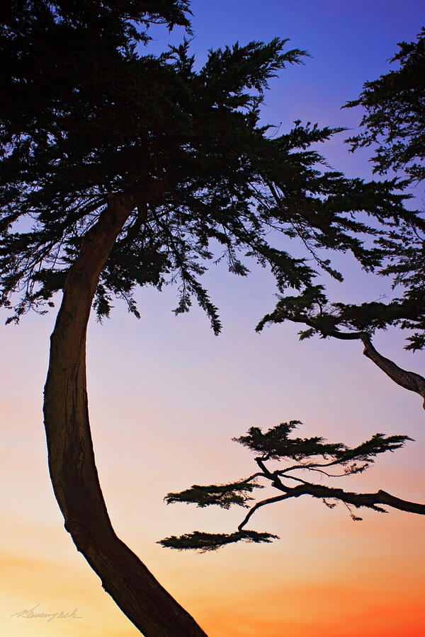 Cypress Silhouette II Photograph by Alan Hausenflock