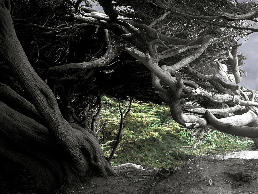 Cypress Skeleton Photograph by Wayne King