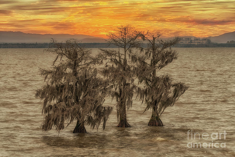 Sunset Photograph - Cypress Sky  by Dale Powell