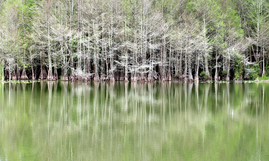 Cypress Slough Reflection Photograph