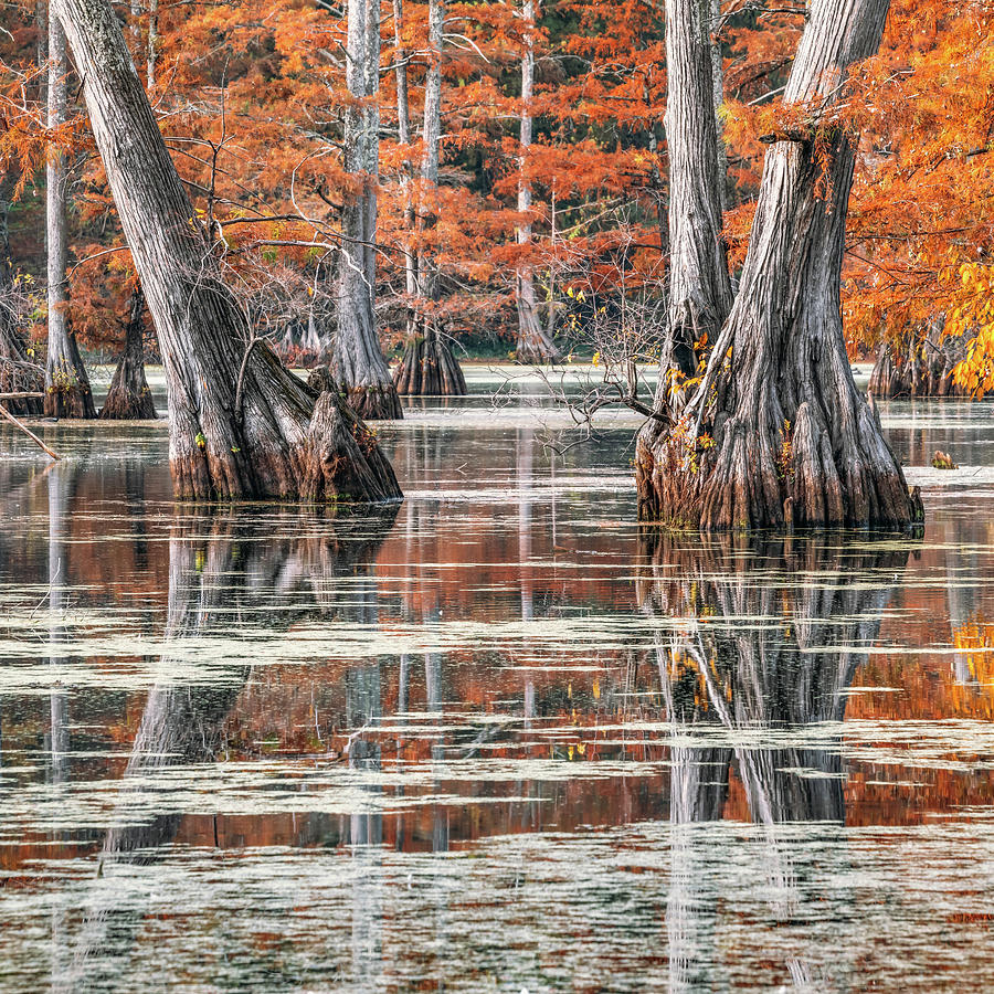 Cypress Splendor At Rosenbaum Lake - Little Rock Arkansas Photograph