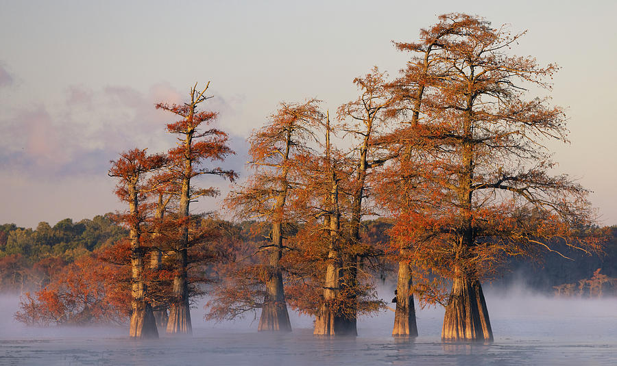 Cypress Stand Morning Photograph by Art Cole