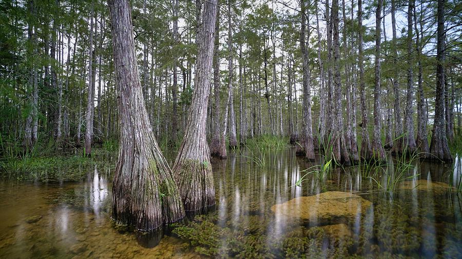 Cypress Strand 2020 Photograph by Joey Waves - Fine Art America