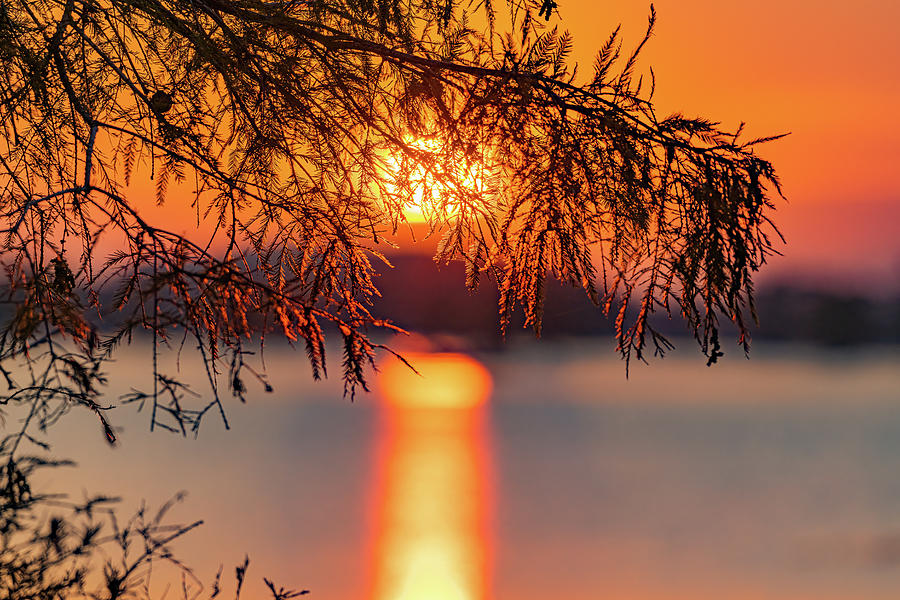 Cypress Sun Photograph by David Downs
