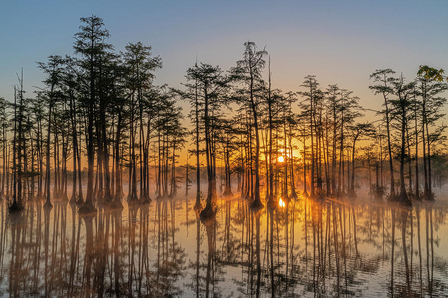 Landscape Photograph - Cypress Sunrise Cabaletta by Angelo Marcialis