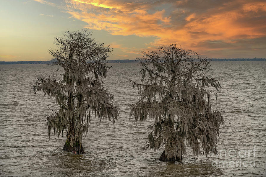 Cypress Sunset - Lake Moultrie - Charleston South Carolina Photograph