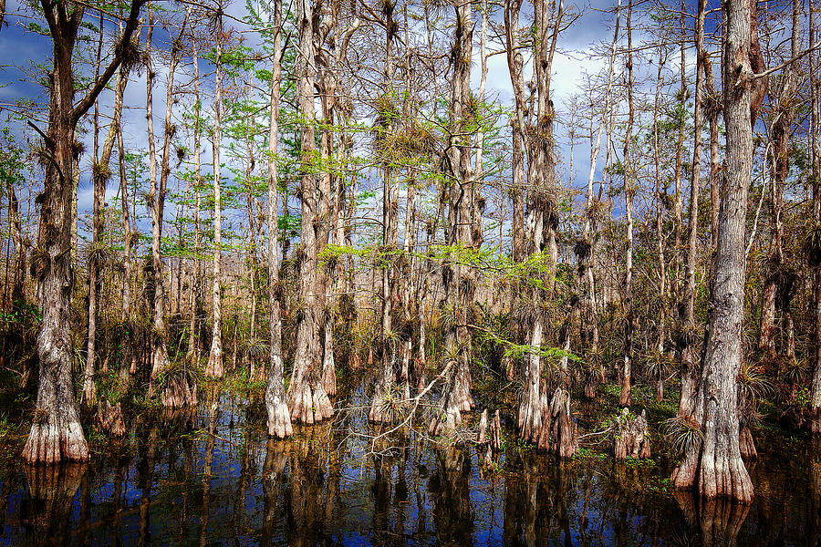 Cypress Swamp - 3314 Photograph by Rudy Umans