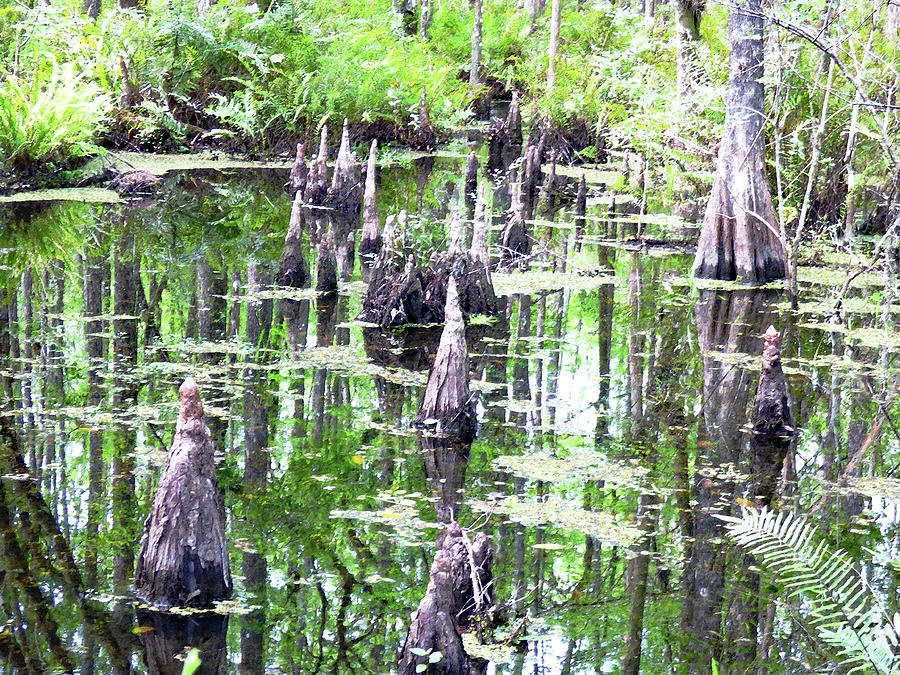 Cypress Swamp Abstract Reflections Mixed Media